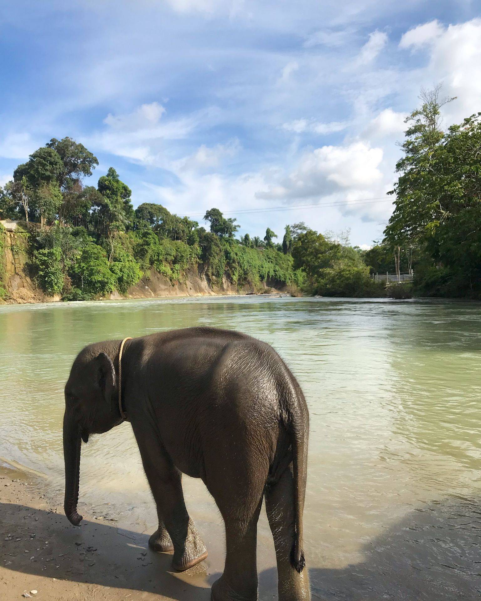 Sumatran elephants in the river