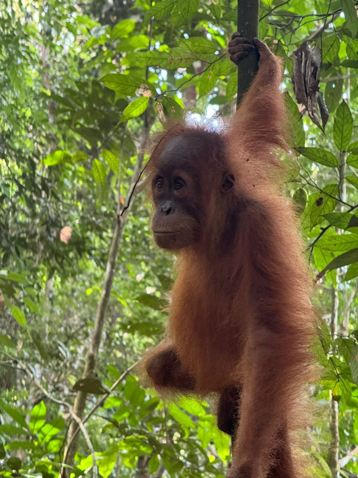Bukit Lawang