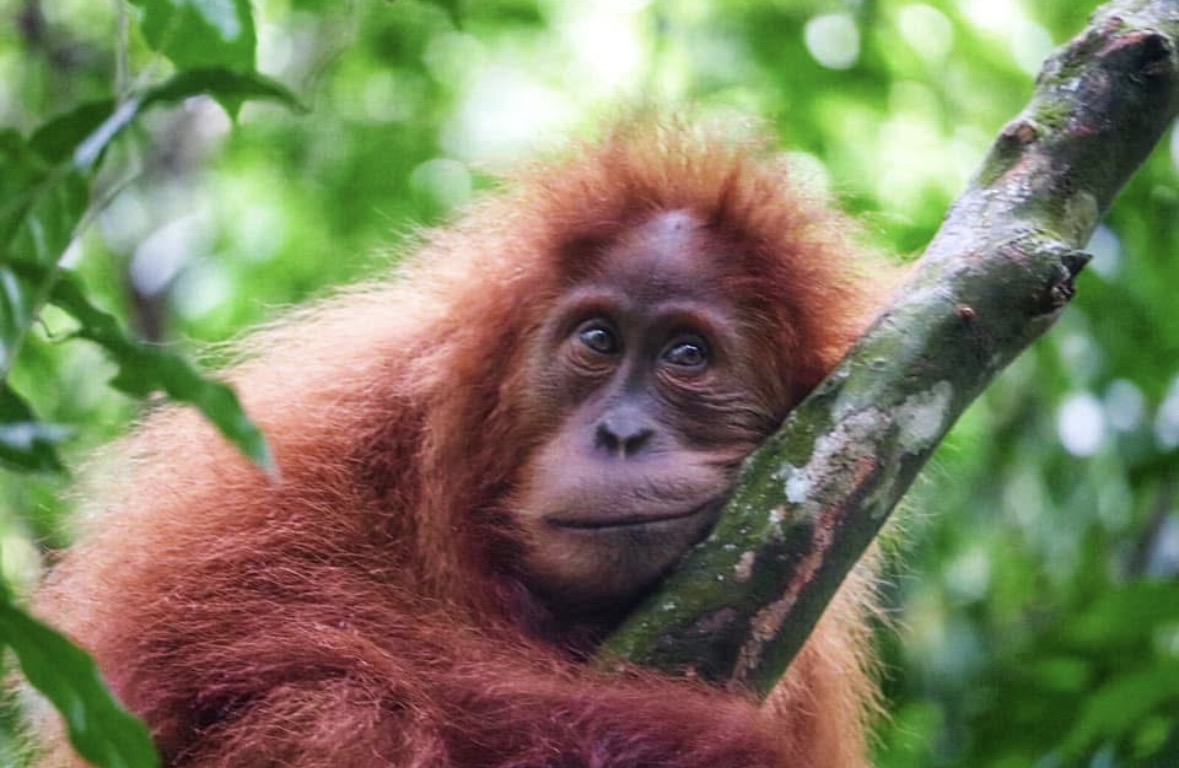 Orangutan in the rainforest